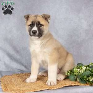 Tristan, Akita Mix Puppy